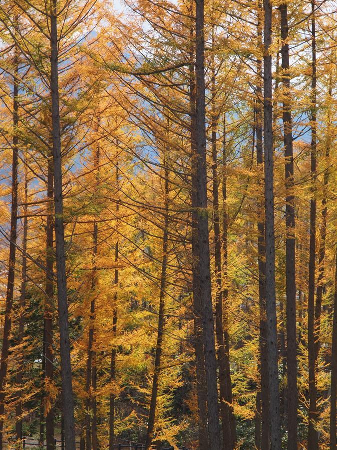 Log Hotel Larch Lake Kanayama Minamifurano Luaran gambar