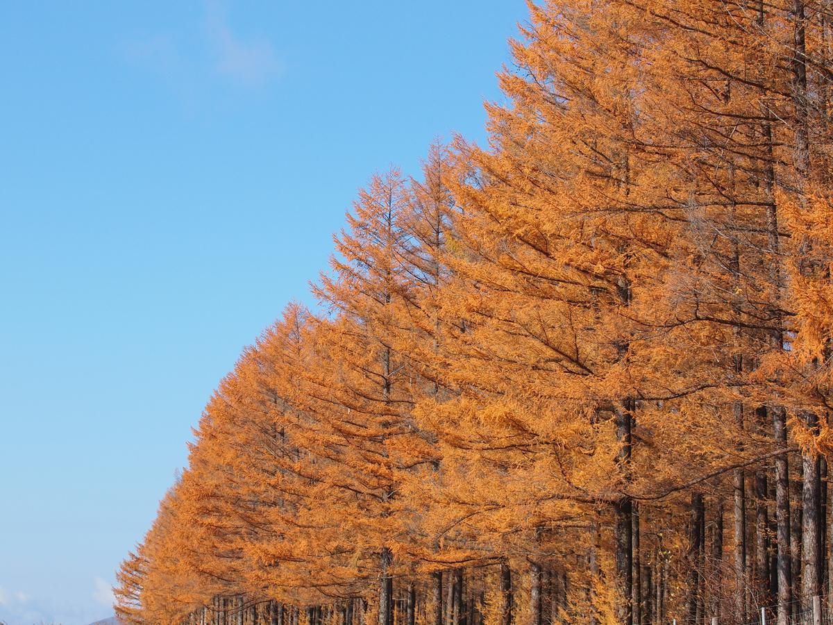 Log Hotel Larch Lake Kanayama Minamifurano Luaran gambar